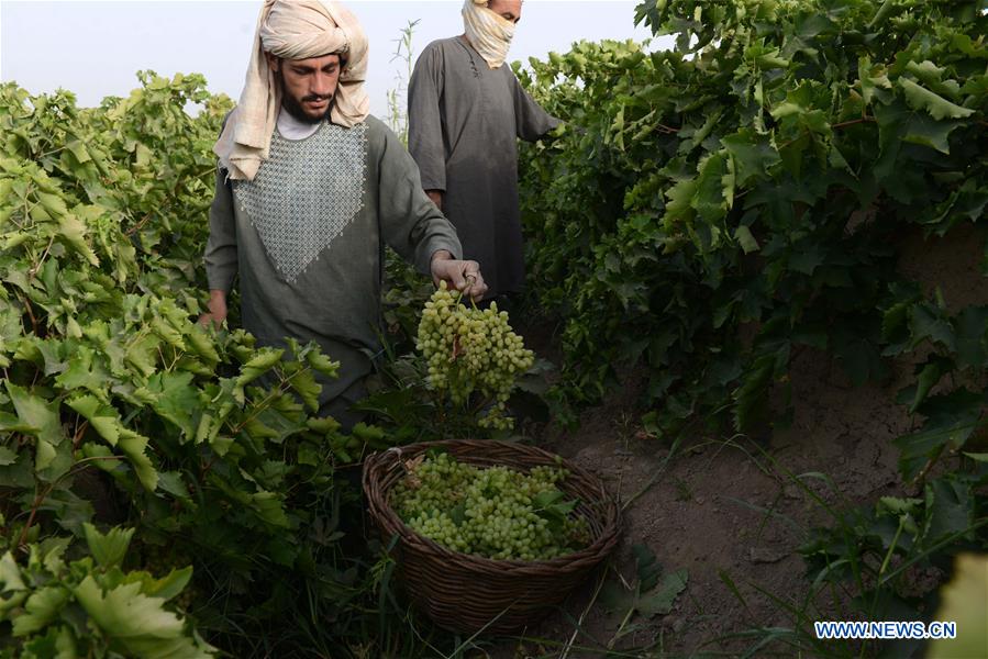 AFGHANISTAN-KANDAHAR-VINEYARD