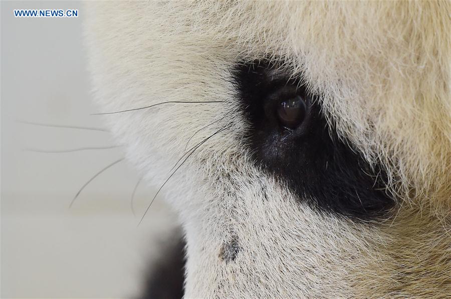 CHINA-SICHUAN-PANDAS-NURSING HOME (CN)