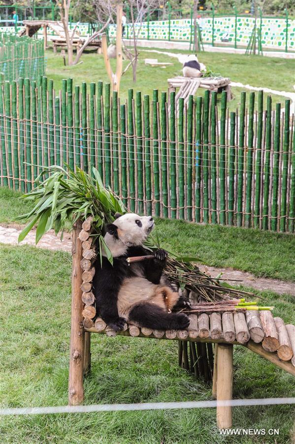 CHINA-HEILONGJIANG-GIANT PANDA (CN)