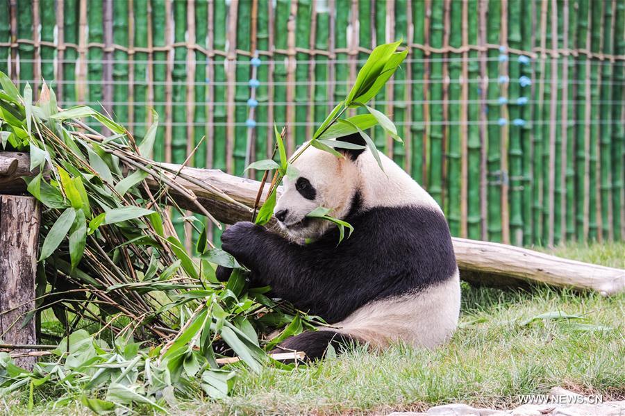 CHINA-HEILONGJIANG-GIANT PANDA (CN)