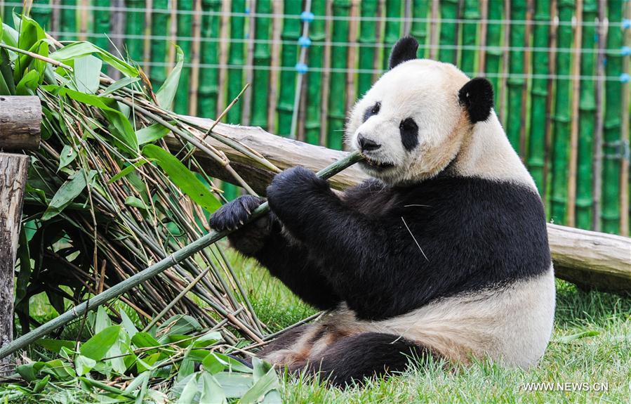 CHINA-HEILONGJIANG-GIANT PANDA (CN)