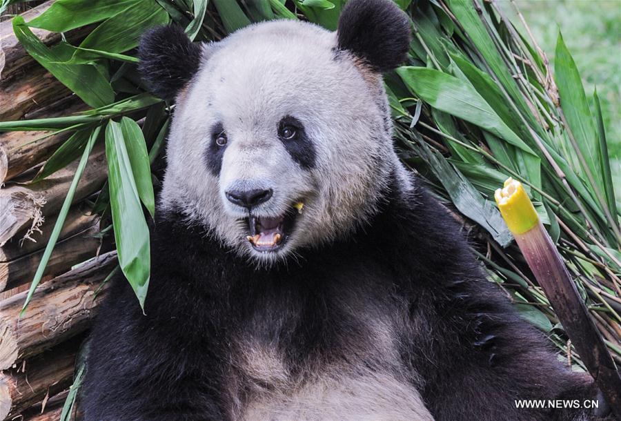CHINA-HEILONGJIANG-GIANT PANDA (CN)