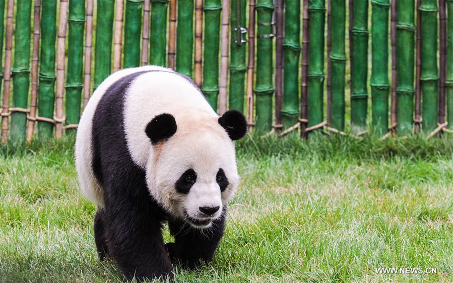 CHINA-HEILONGJIANG-GIANT PANDA (CN)
