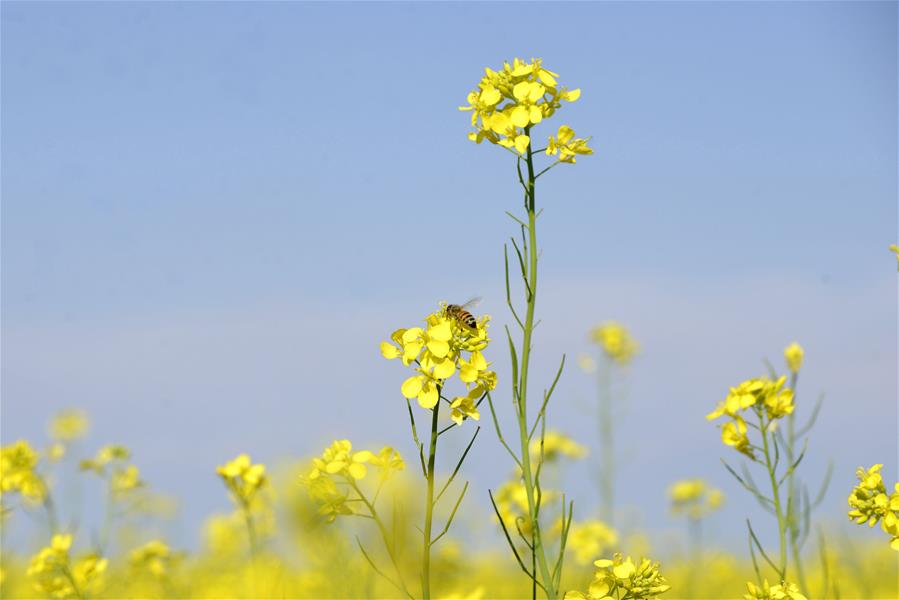 #CHINA-INNER MONGOLIA-BAYANNUR-RAPESEED FIELD (CN)