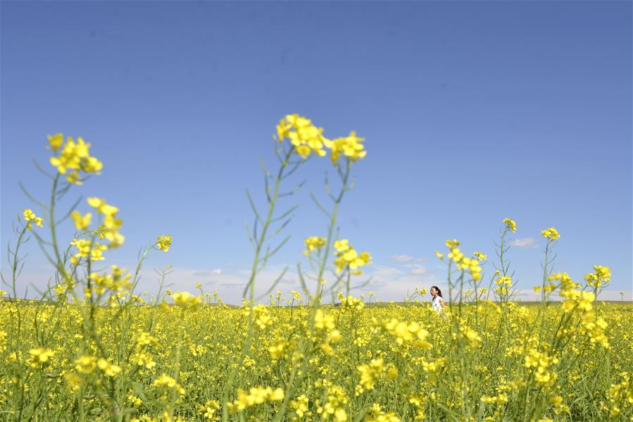 #CHINA-INNER MONGOLIA-BAYAN NUR-RAPESEED FIELD (CN)