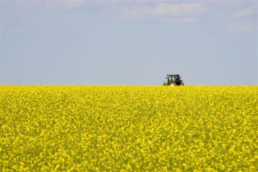 #CHINA-INNER MONGOLIA-BAYAN NUR-RAPESEED FIELD (CN)