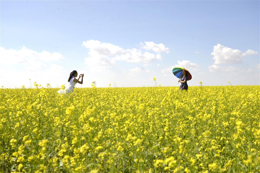 #CHINA-INNER MONGOLIA-BAYAN NUR-RAPESEED FIELD (CN)