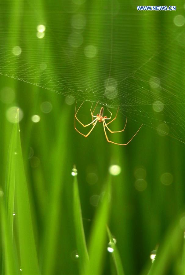 #CHINA-GUIZHOU-RICE FIELD-SPIDER (CN)