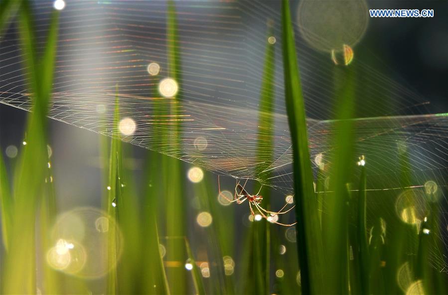 #CHINA-GUIZHOU-RICE FIELD-SPIDER (CN)