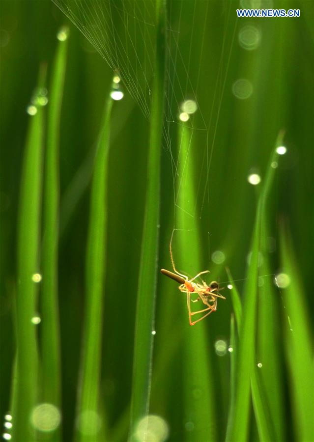 #CHINA-GUIZHOU-RICE FIELD-SPIDER (CN)