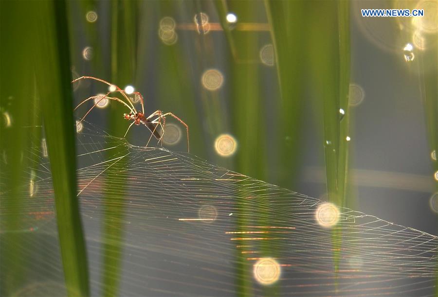 #CHINA-GUIZHOU-RICE FIELD-SPIDER (CN)