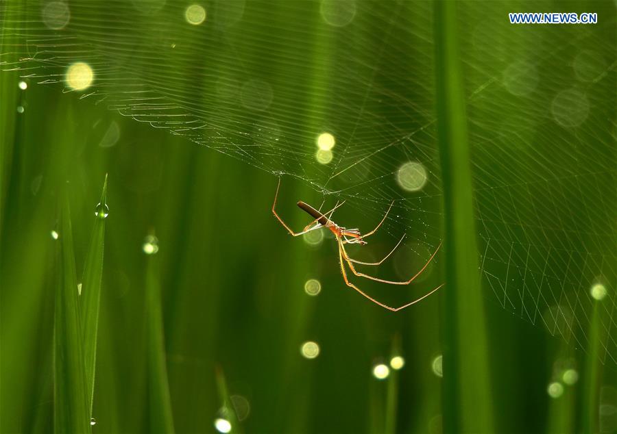 #CHINA-GUIZHOU-RICE FIELD-SPIDER (CN)