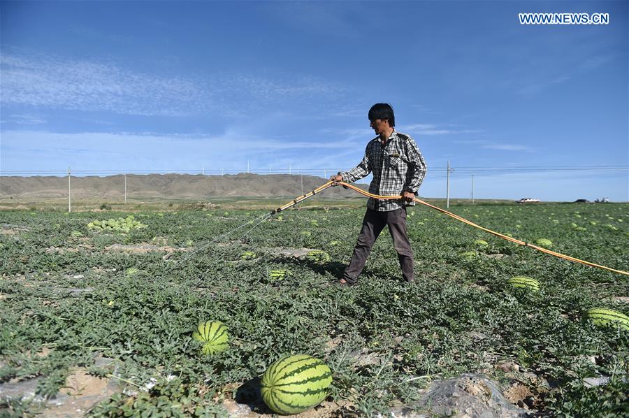 CHINA-NINGXIA-ZHONGWEI-ECONOMY-WATERMELON (CN)