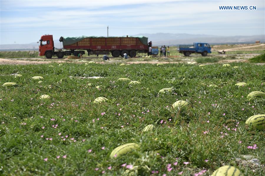 CHINA-NINGXIA-ZHONGWEI-ECONOMY-WATERMELON (CN)
