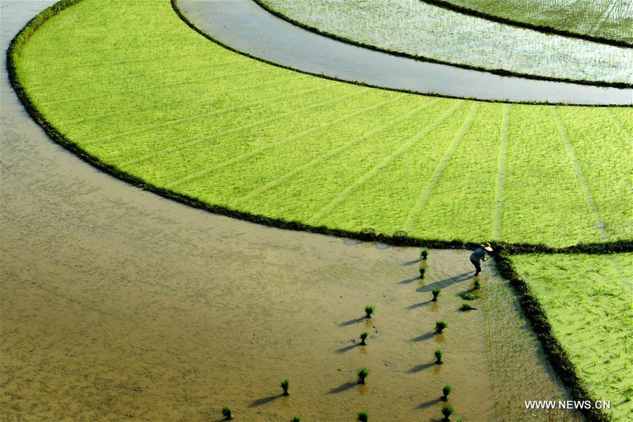 #CHINA-GUANGXI-RICE SEEDLING-TRANSPLANTING (CN)