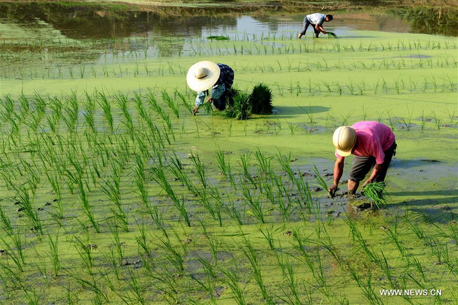 #CHINA-GUANGXI-RICE SEEDLING-TRANSPLANTING (CN)