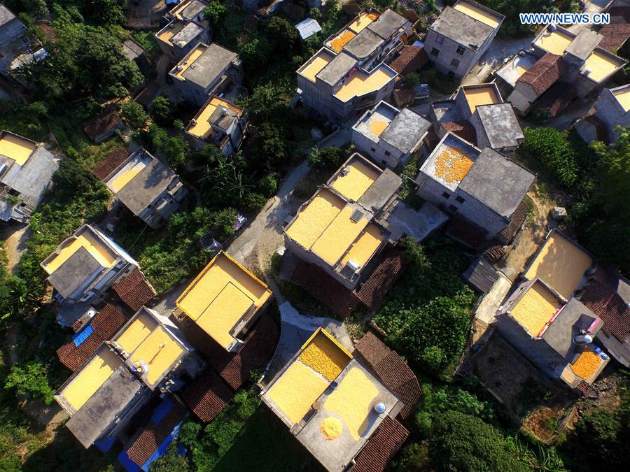 CHINA-GUANGXI-SUMMER HARVEST-CORN-DRYING (CN)