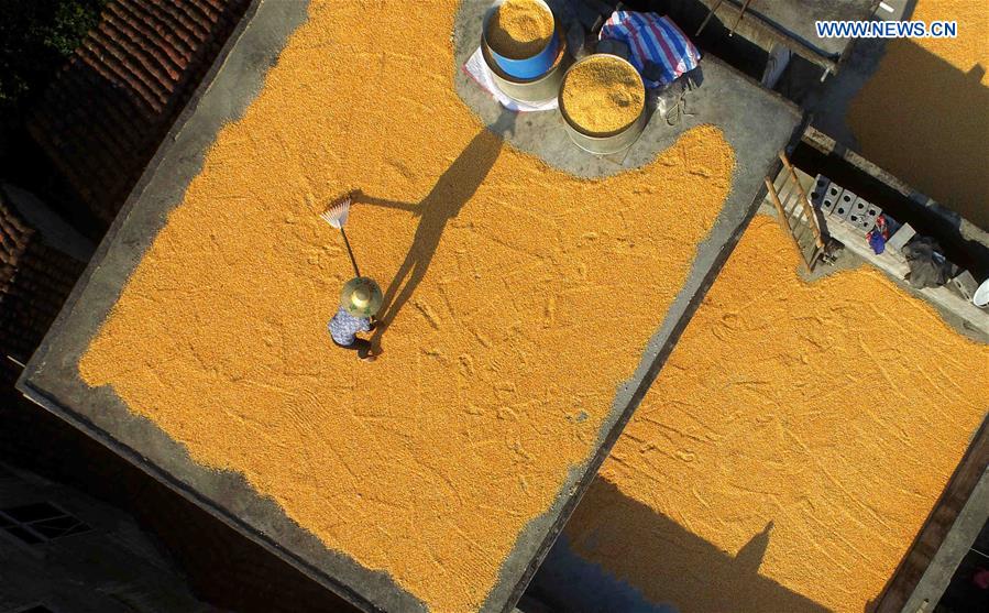 CHINA-GUANGXI-SUMMER HARVEST-CORN-DRYING (CN)