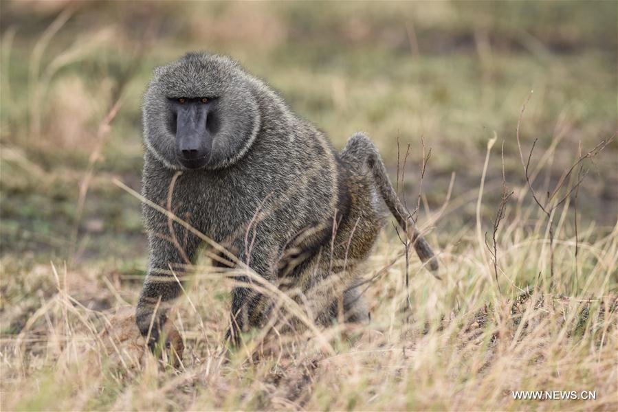 KENYA-MAASAI MARA NATIONAL RESERVE-WILD LIFE