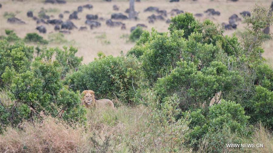 KENYA-MAASAI MARA NATIONAL RESERVE-WILD LIFE