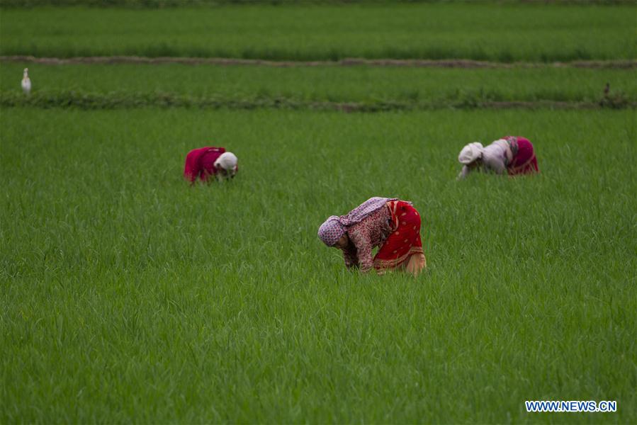 NEPAL-LALITPUR-DAILY LIFE-PADDY FIELD