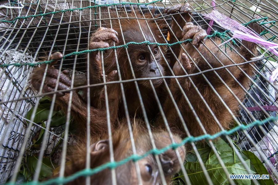 Photo taken on July 27, 2016 shows baby Sumatran orangutans inside a cage during a press conference at Indonesian Police office in Medan of North Sumatra, Indonesia.