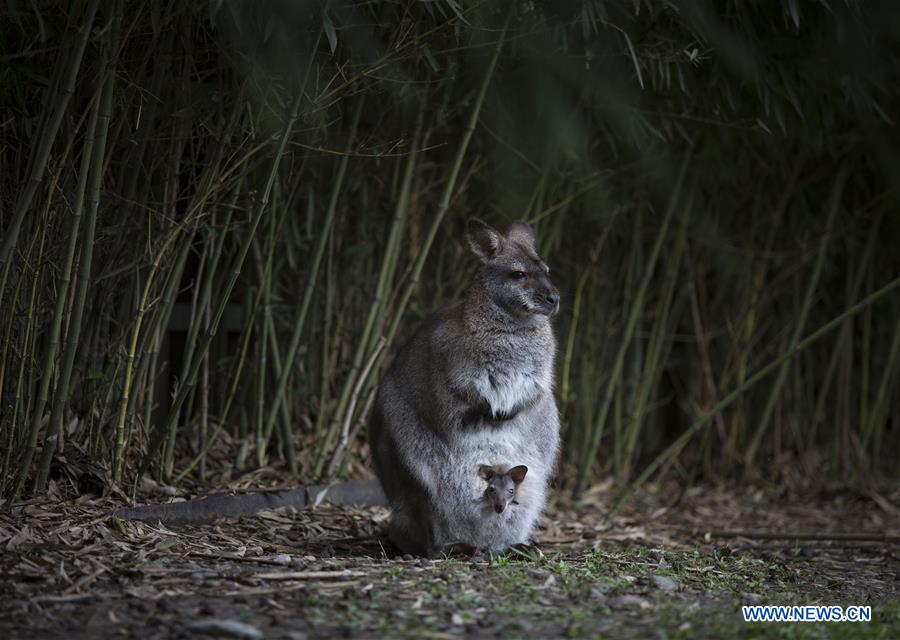 Visitors watch a manta ray at the aquarium of Temaiken Biopark, in Escobar city, 50 km from Buenos Aires, capital of Argentina, on July 27, 2016.