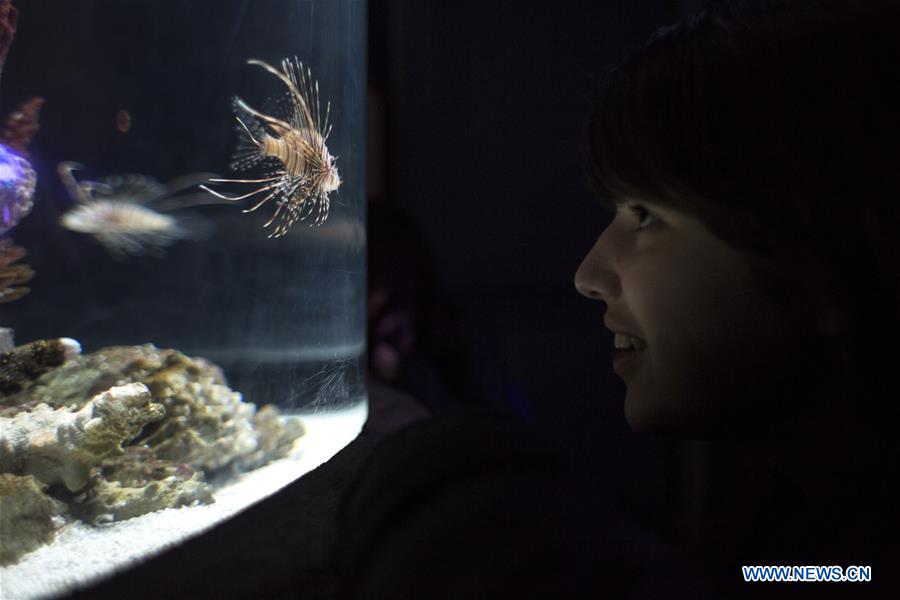  A boy watches a scorpionfish at the aquarium of Temaiken Biopark, in Escobar city, 50 km from Buenos Aires, capital of Argentina, on July 27, 2016.