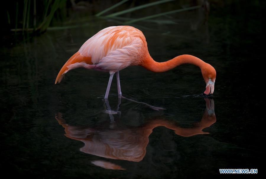 An American flamingo drinks water at the Temaiken Biopark, in Escobar city, 50 km from Buenos Aires, capital of Argentina, on July 27, 2016. 