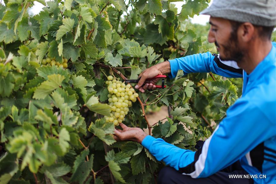 MIDEAST-GAZA-GRAPE-HARVEST