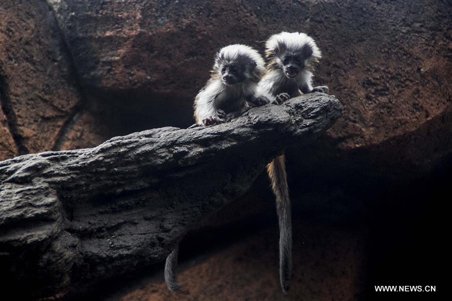 INDONESIA-PASURUAN-COTTON TOP TAMARIN-TWINS