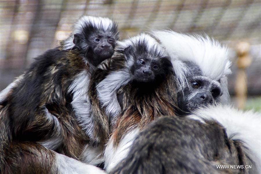 INDONESIA-PASURUAN-COTTON TOP TAMARIN-TWINS