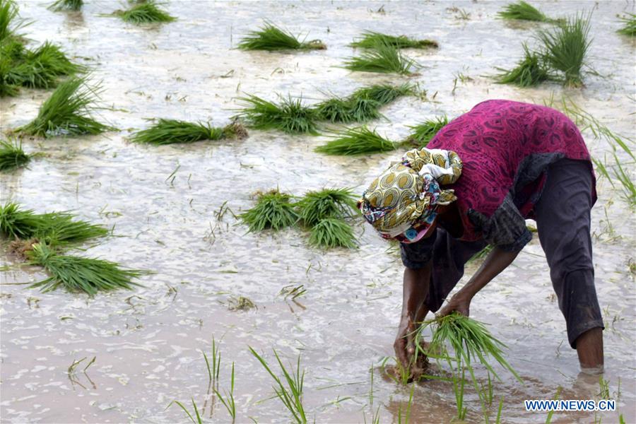 PAKISTAN-LAHORE-RICE PLANTATION