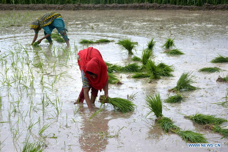 PAKISTAN-LAHORE-RICE PLANTATION