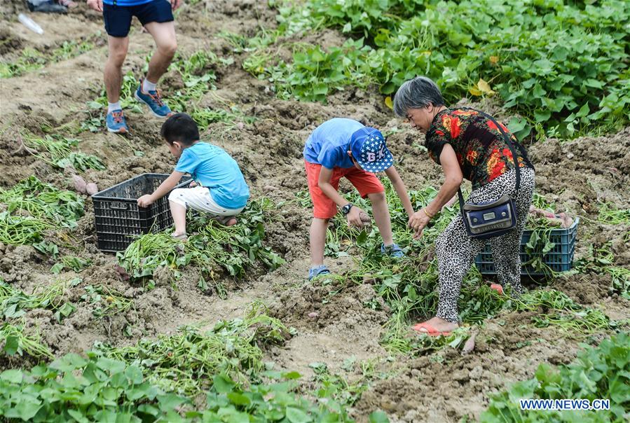 CHINA-ZHEJIANG-LIN'AN-SWEET POTATO-FAIR (CN)