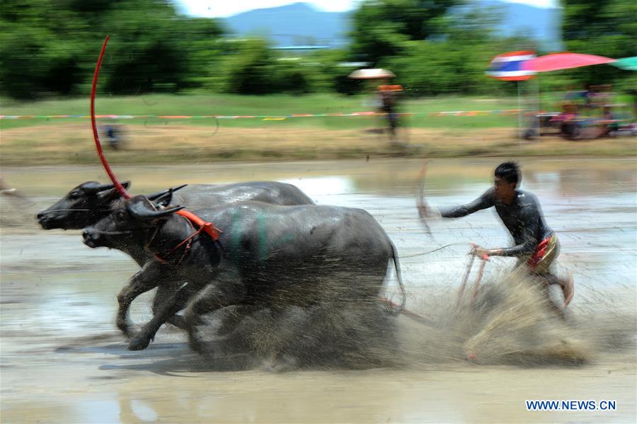 THAILAND-CHONBURI-BUFFALO RACING