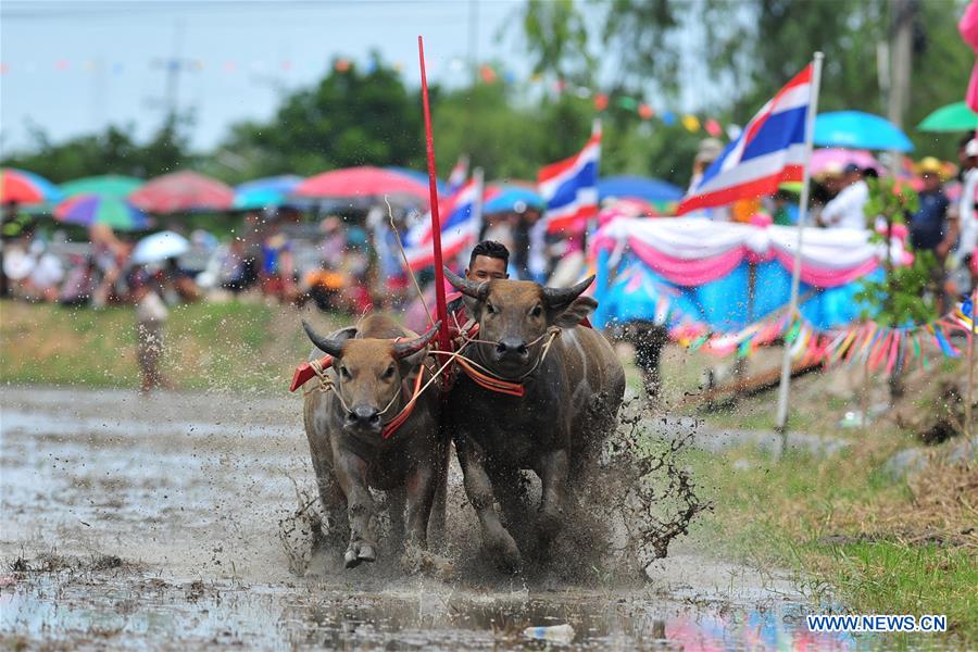 THAILAND-CHONBURI-BUFFALO RACING