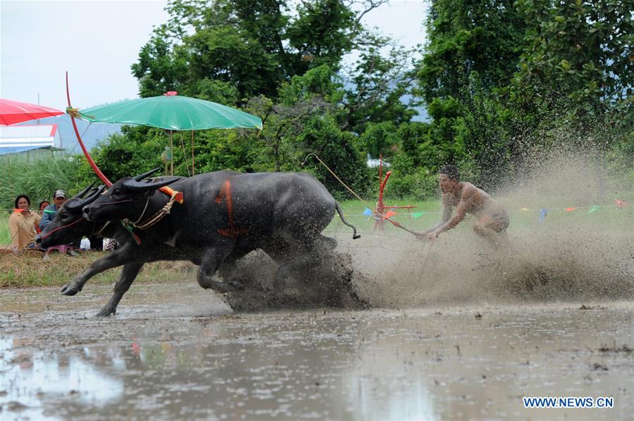 THAILAND-CHONBURI-BUFFALO RACING