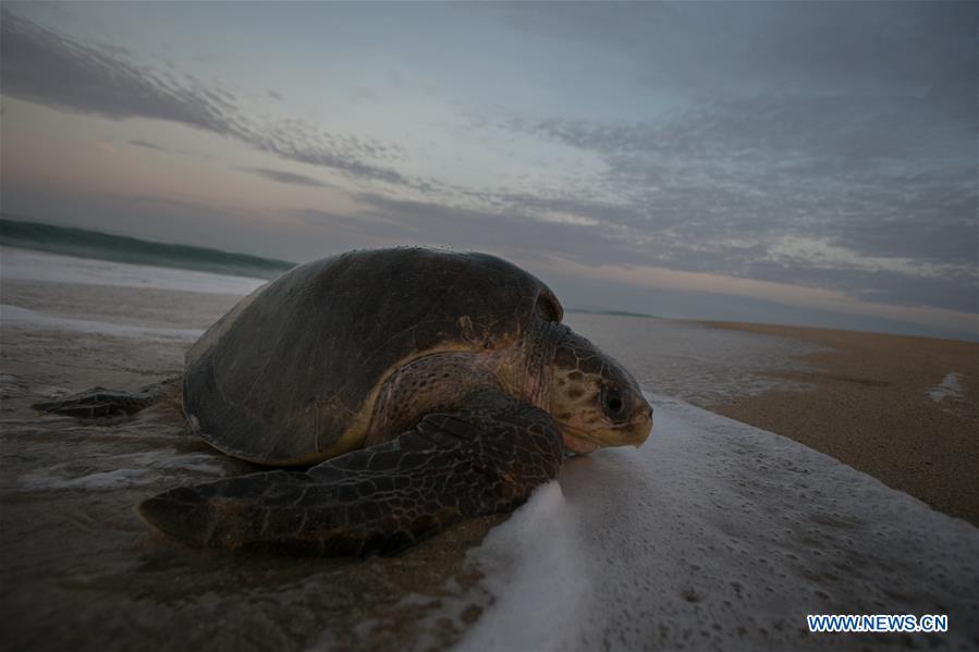 MEXICO-MICHOACAN-ENVIRONMENT-FAUNA