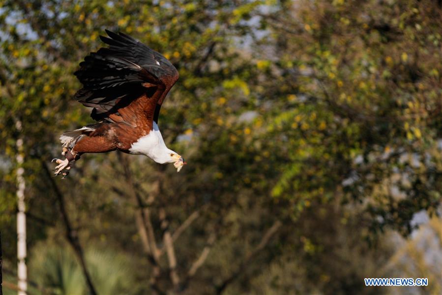 ZIMBABWE-HARARE-AFIRCAN FISH EAGLE