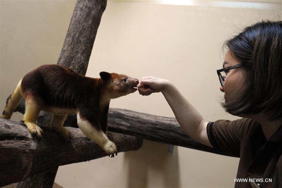SINGAPORE-ZOO-TREE KANGAROO