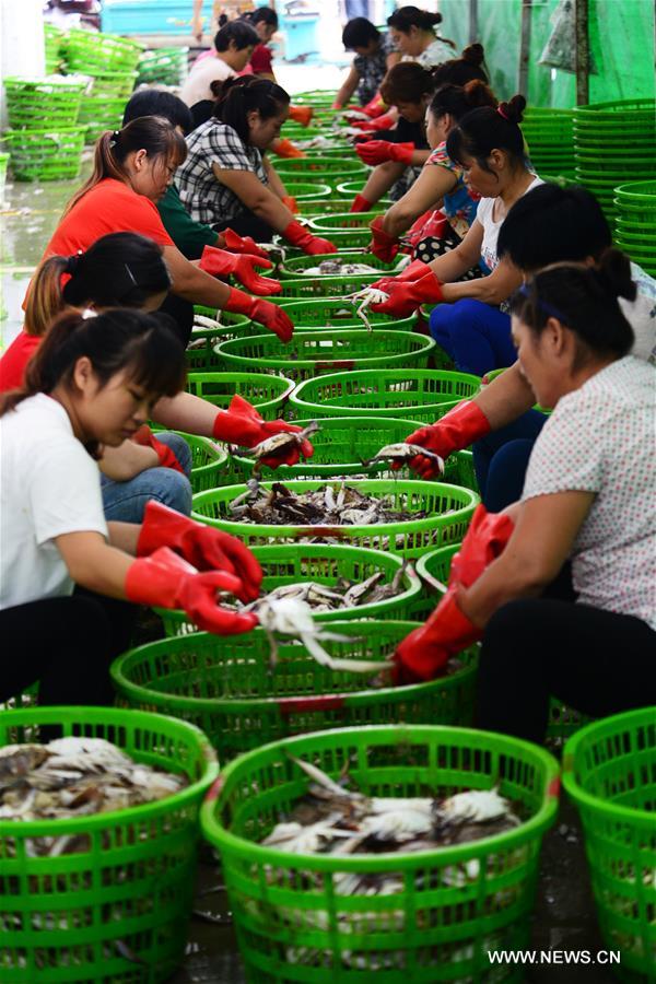 Fishermen here obtained a harvest of crabs on the third day after the end of fishing moratorium in the East China Sea