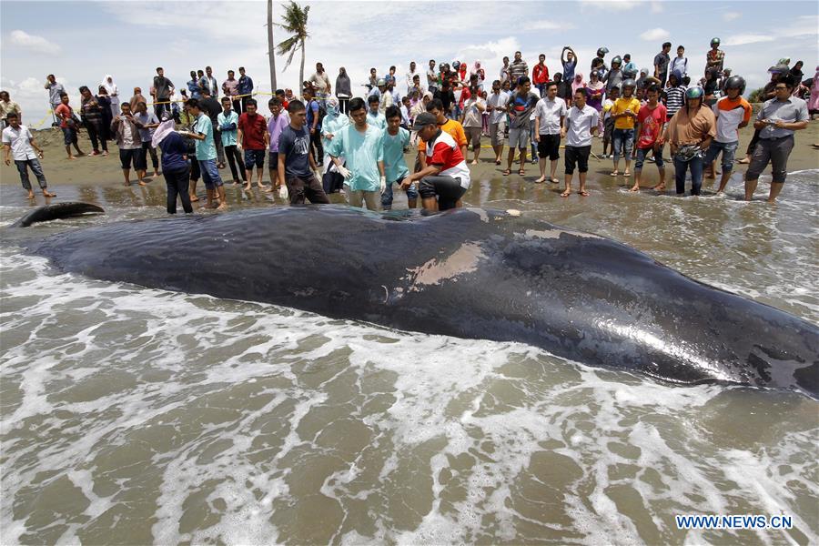Photo taken on Aug. 4, 2016 shows a whale carcass on Alue Naga Beach, Banda Aceh, Indonesia.