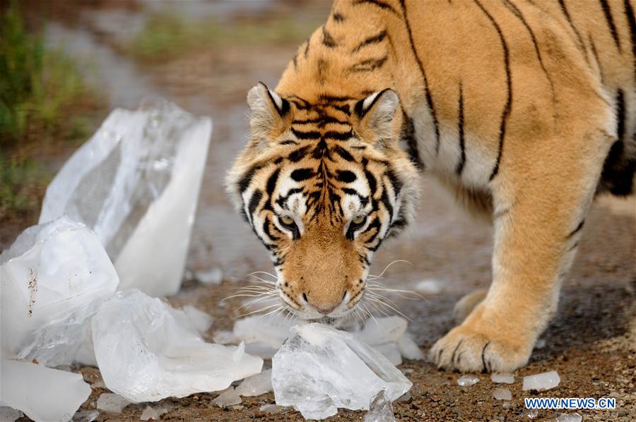 #CHINA-SHENYANG-SIBERIAN TIGER-SUMMER (CN)