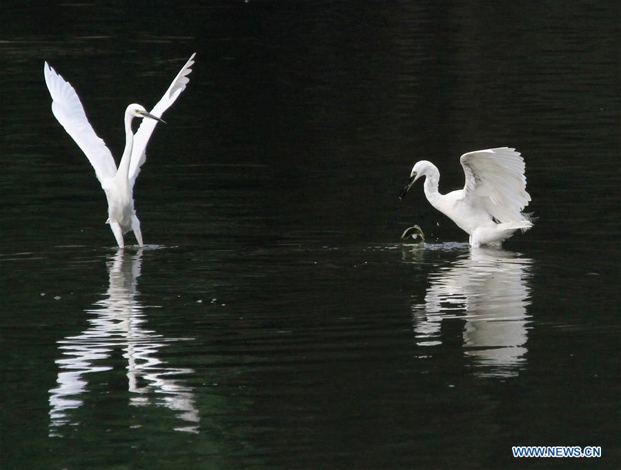 #CHINA-BEIJING-EGRETS (CN)