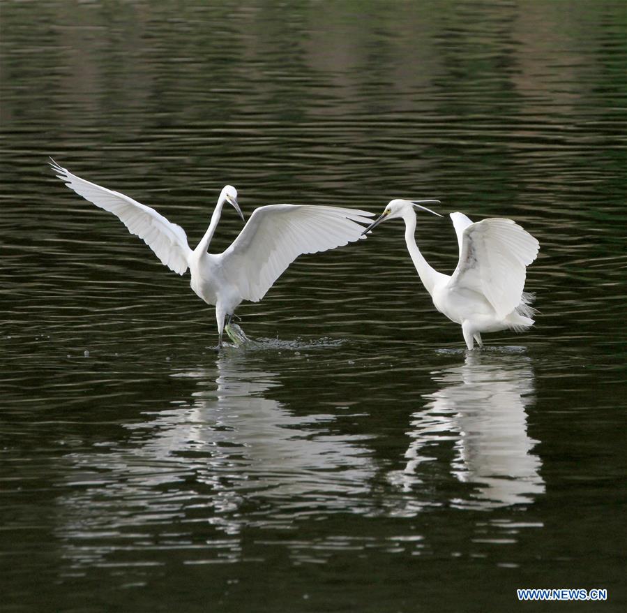 #CHINA-BEIJING-EGRETS (CN)
