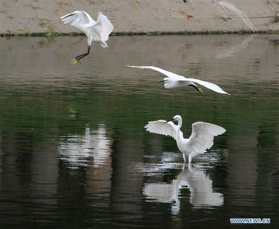 #CHINA-BEIJING-EGRETS (CN)