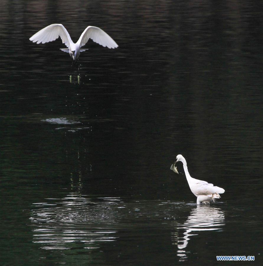 #CHINA-BEIJING-EGRETS (CN)