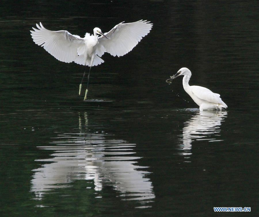 #CHINA-BEIJING-EGRETS (CN)