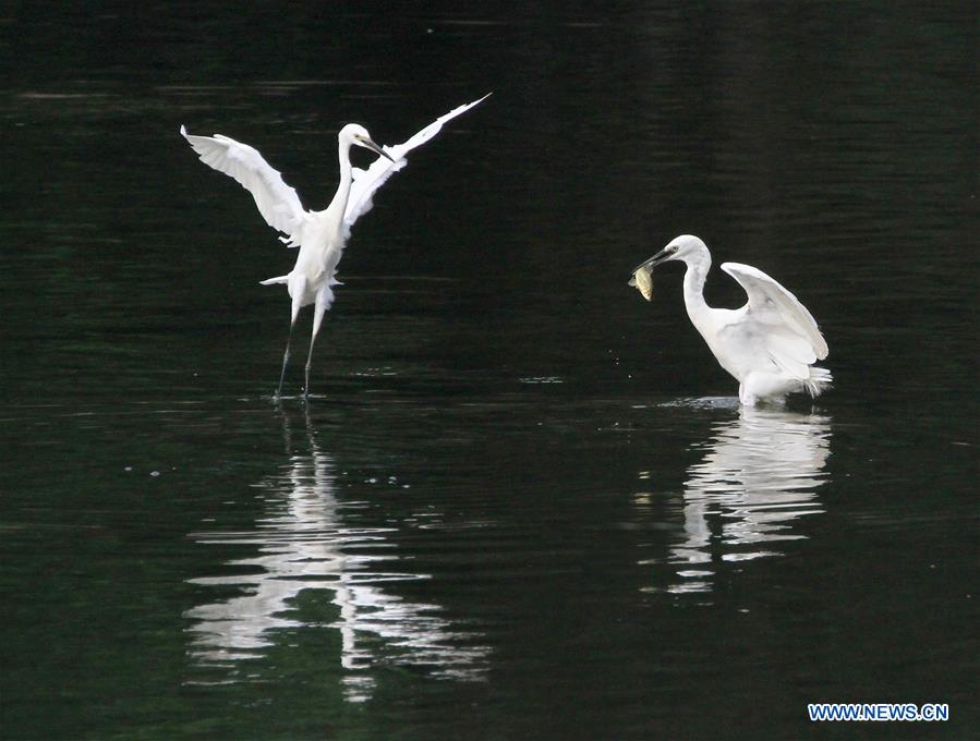 #CHINA-BEIJING-EGRETS (CN)